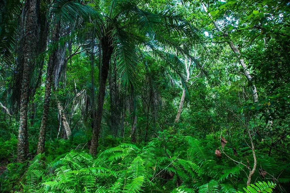 тайга джунгли сельва. джунгли джангл. ярусность в экваториальном лесу. муссонные леса индии. гилея и сельва в южной америке.