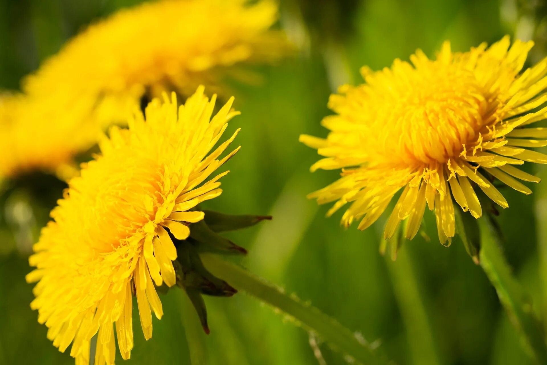 Одуванчик Taraxacum officinale. Taráxacum officinále - одуванчик обыкновенный[. Осот, козлобородник, Кульбаба. Одуванчика (Taraxacum SP.),. Цветы одуванчика весной