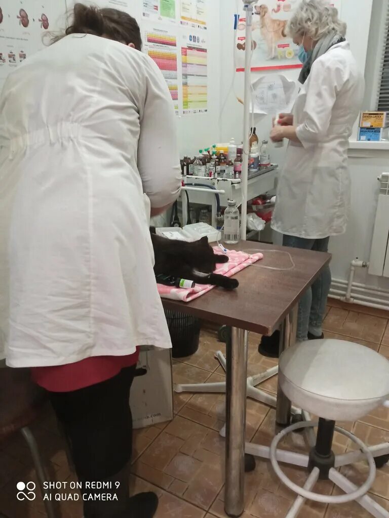 белый буль ветеринарная клиника. белый буль гусь хрустальный телефон. стекольный завод стеклотары гусь- хрустальный. белый буль гусь хрустальный телефон. сова хрустальная (большая).