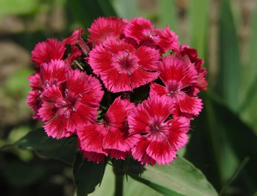 Гвоздика бородатая - dianthus barbatus. Гвоздика турецкая аллегро. Барбатус турецкая гвоздика. Диантус, гвоздика (турецкая). Гвоздика бородатая «hollandia».