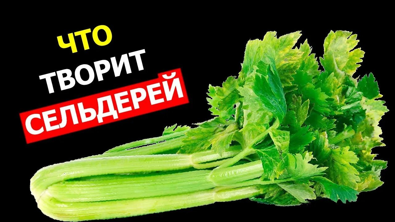 Сельдерей полезные качества. Сельдерей для женщин полезные. Сельдерей черешковый калорийность. Сельдерей отзывы вред. Сельдерей отзывы вред.