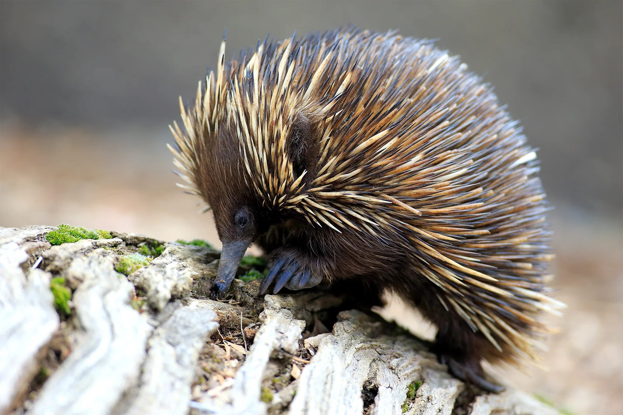 ехидна животное австралии.