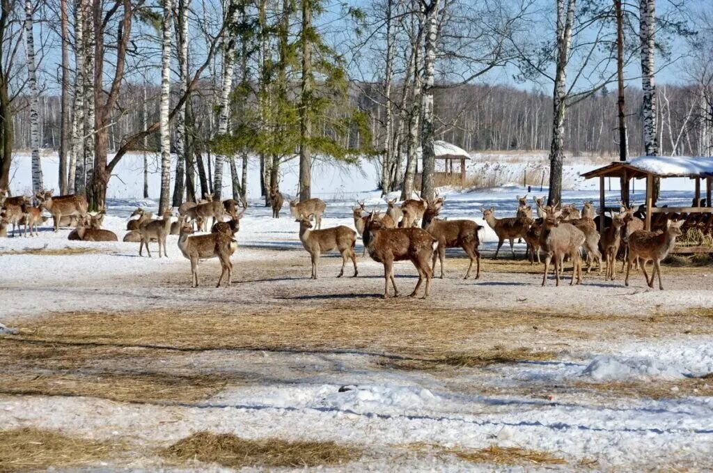 Лосиный парк национальный парк. Лосиный остров национальный парк. Национальный заповедник лосиный остров. Лосиный остров национальный парк. Лосиный заповедник москва.