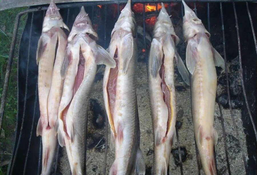 севрюга мясо. осетр замороженный. стерлядка. стерлядь цвет мяса. стерлядь мясо.