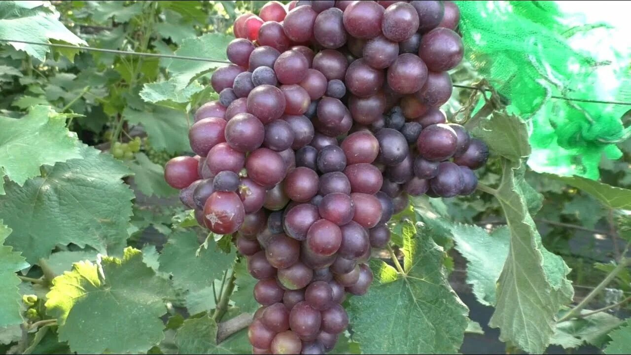 Олимп виноградов
