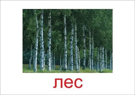 Что есть в лесу на букву а
