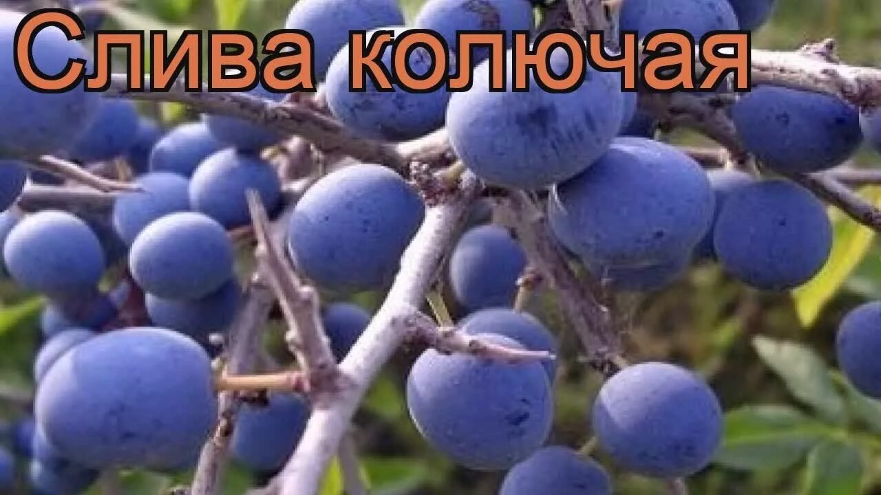 Как использовать терн. Тернослива красная. тернослива желтая. слива домашняя этюд. слива колючая.