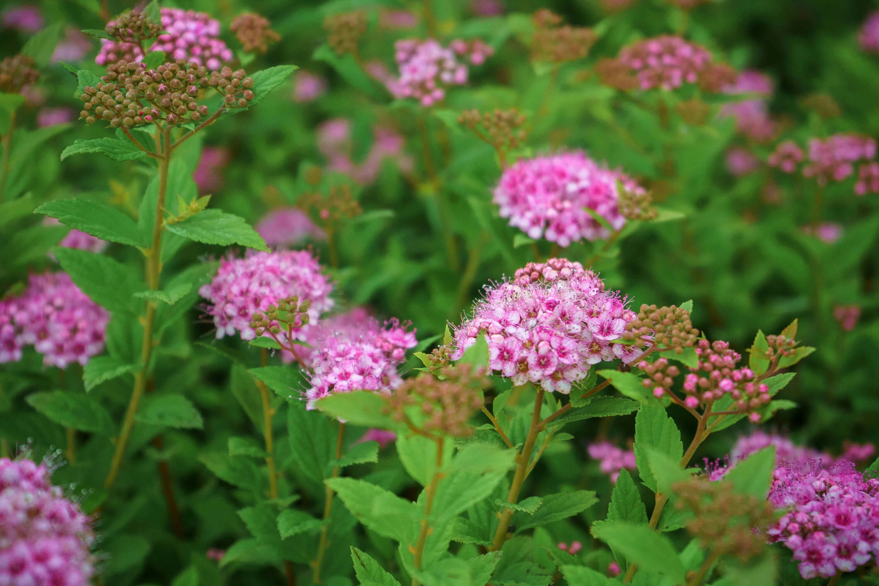 Спирея японская принцесса. Спирея японская little Princess. Спирея японская little Spiraea japonica. Спирея японская Литтл принцесс. Спирея японская (Spiraea japonica `Goldflame`).