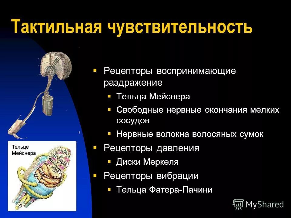 Рецепторы тактильной сенсорной системы. Тактильная сенсорная система физиология. Тактильные анализатор: рецепторы, проводниковый. Механизм тактильной чувствительности.