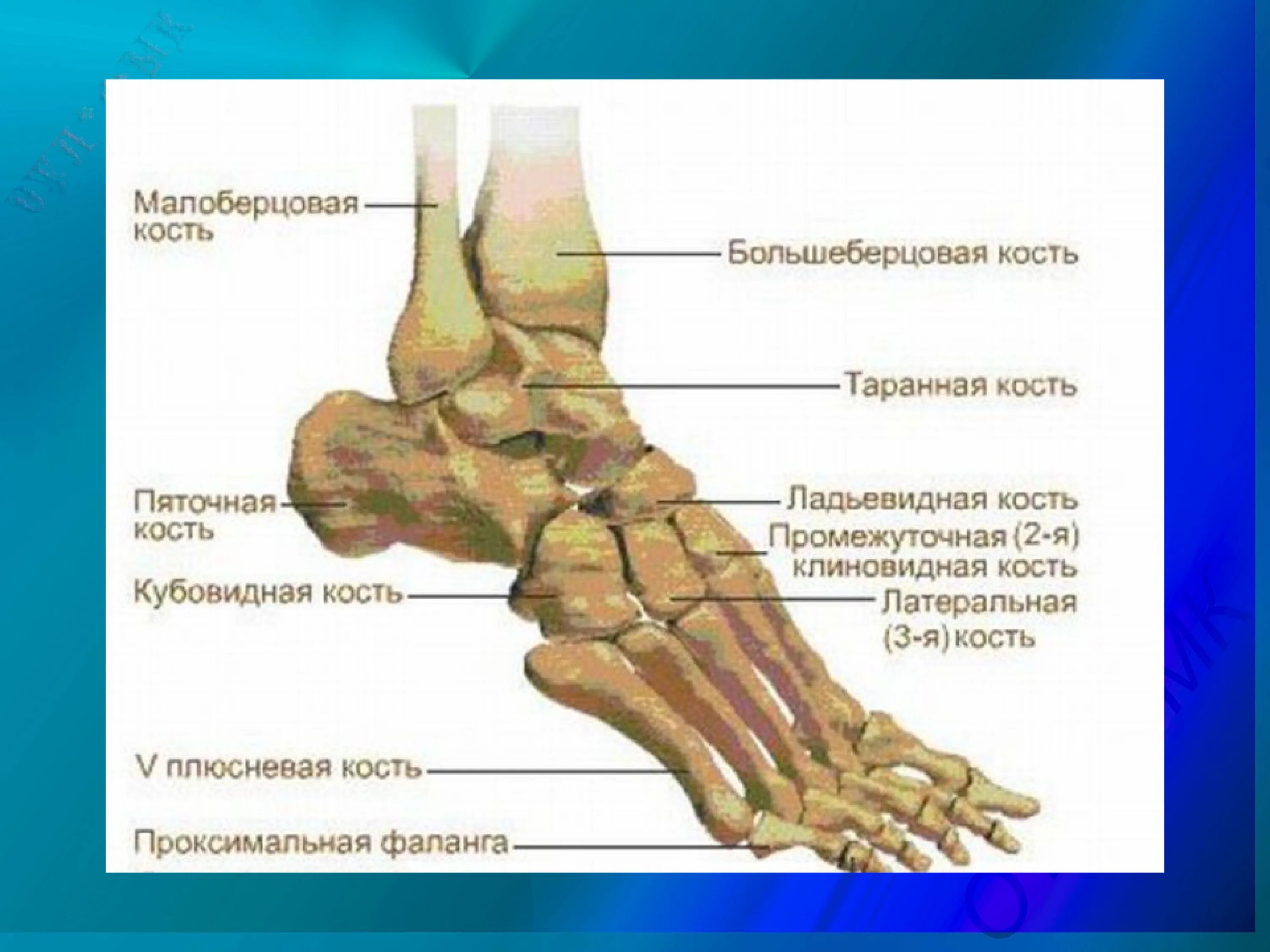 Гигрома голеностопного сустава. Самомассаж голеностопа. Отек ступни около пальцев. Отечность сустава стопы. Отечность сустава стопы.