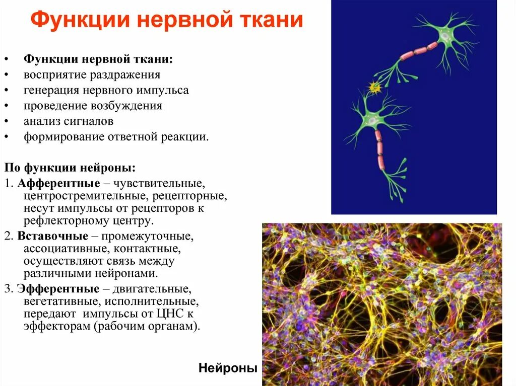 Нервная ткань нейроны функции. Особенности строения нервной ткани. функции нервной ткани. функции нейронов в нервной ткани. клетки нервной ткани строение и функции.