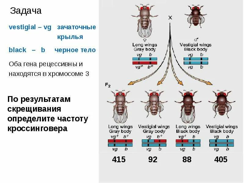 Задача без кроссинговера. Кроссинговер это дигетерозигот. задачи на кроссинговер. кроссинговер в задачах на генетику. задачи генетики с кроссинговером.