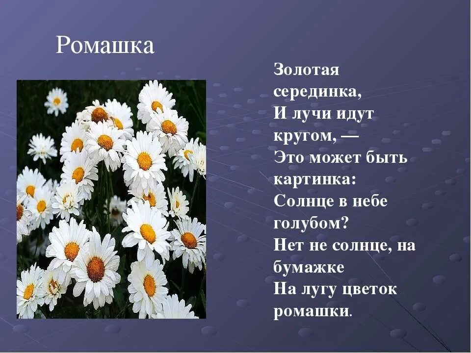 Стихотворение про ромашку. Стишки про ромашку. Рассказ о ромашке. Маленький стишок про ромашку. Текст описание в научном стиле растения ромашка