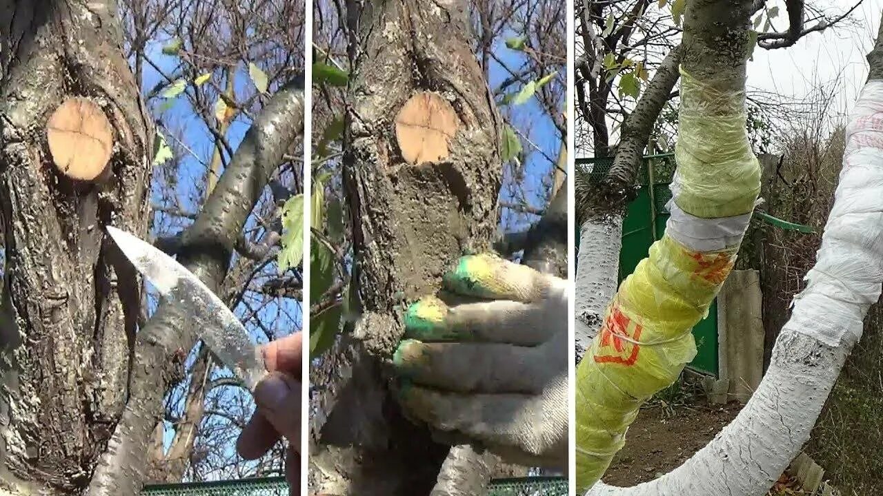 Морозобоины коры плодовых деревьев. Садовый вар для деревьев. Замазка садовым варом дерева. Садовый вар для яблони. Чем обработать спил дерева после обрезки