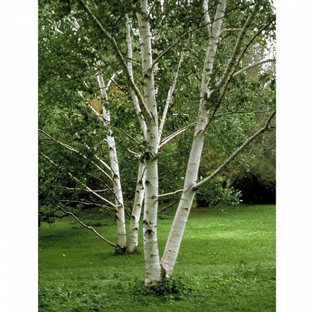 Заказать березку. Береза бумажная Betula papyrifera. Береза Жакмана. Береза маньчжурская Betula mandshurica. Береза повислая многоствольная.