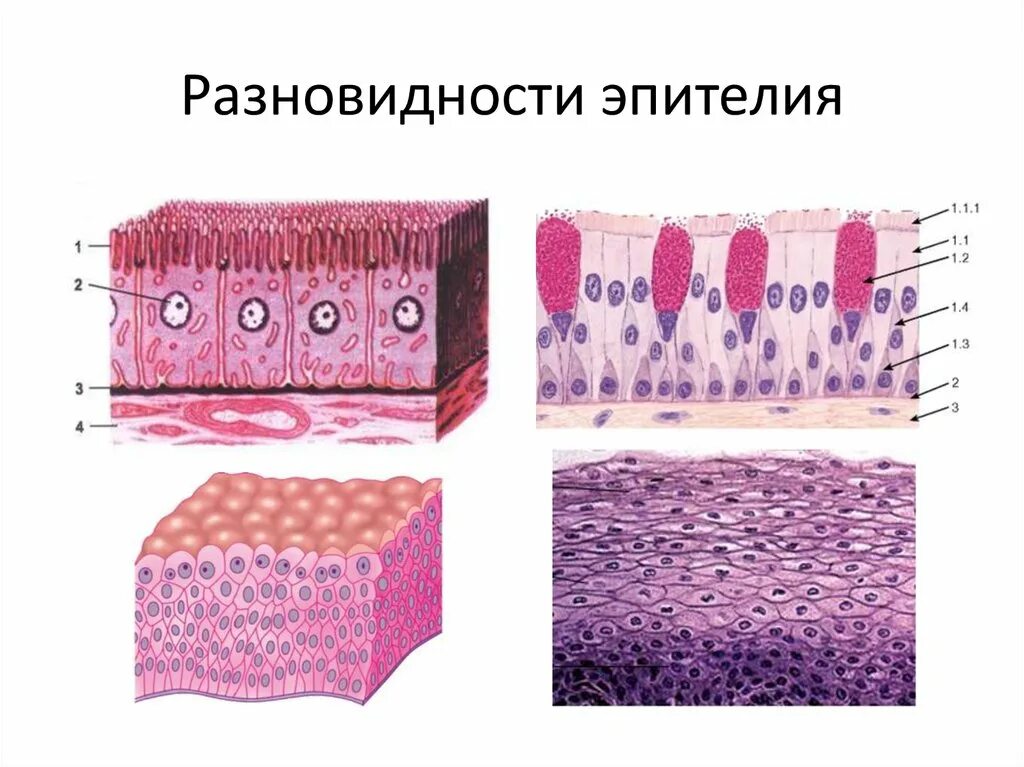 Эпителиальная ткань многослойный эпителий. Эпителиальная ткань однослойный эпителий. Однослойный плоский эпителий гистология. Эпителиальная ткань гистология. Клетки эпителиальной ткани виды