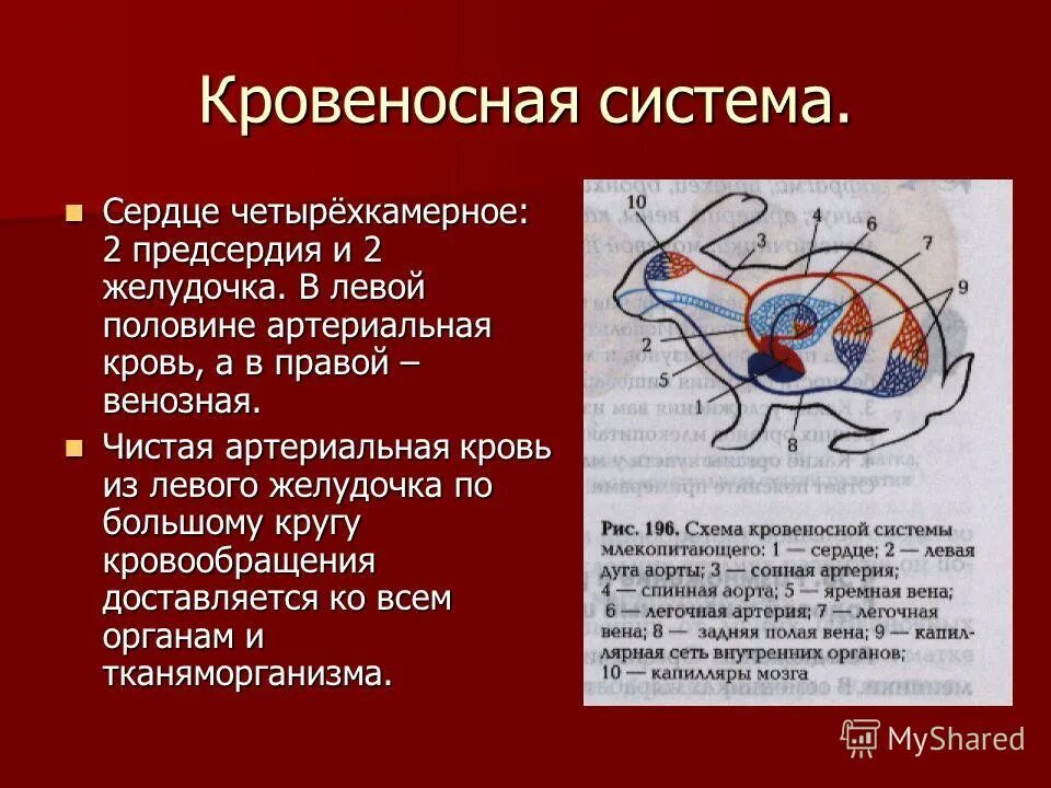 Кровеносная система млекопитающих 7 класс. Кровеносная система млекопитающих кратко. Схема строения сердца и кровеносной системы млекопитающих. Кровеносная система млекопитающих 7 класс биология. В легкие млекопитающих поступает кровь