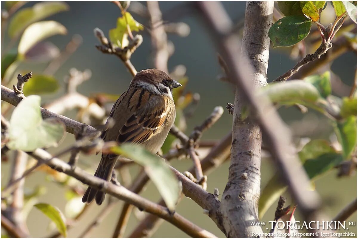 Птицы краснодара. Насекомоядные птицы краснодарского края. Сойка garrulus glandarius. Необычные птицы краснодарского края. Птицы краснодарского края сойка.