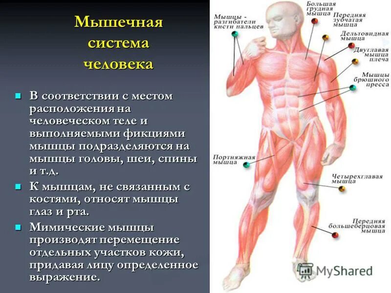 Виды опорной системы