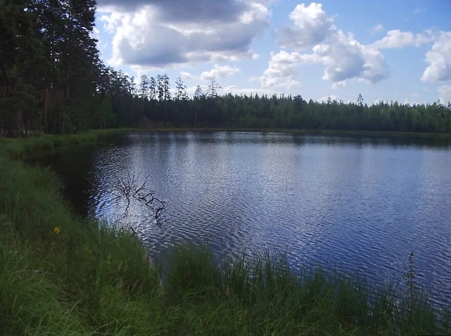 Озеро великое Вязниковский район. Озеро Гарава Владимирская область. Озеро Кщара. Озеро светленькое. Бурино челябинская область рыбалка