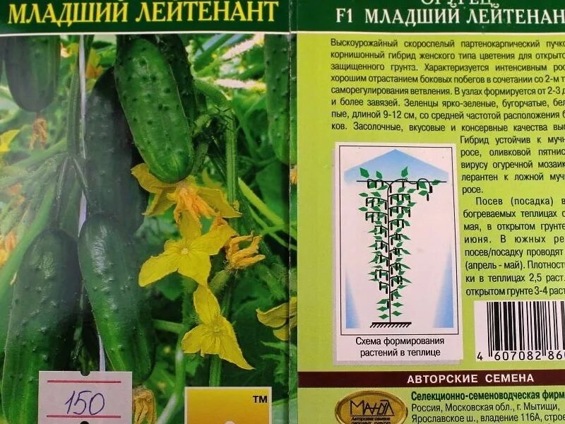 Огурцы партенокарпические сорта для открытого грунта. Огурец младший лейтенант f1 манул. огурец младший лейтенант f1. огурец младший лейтенант f1 описание. огурцы семена младший лейтенант.