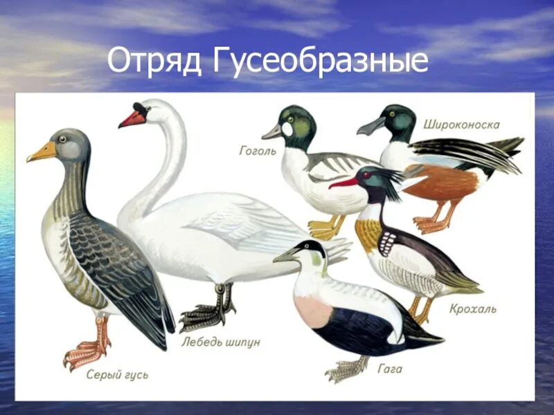Гусеобразные птицы особенности строения. Отряд гусеобразные лебеди. отряд гусеобразные представители. представители отряда гусеобразных. гусеобразные птицы.