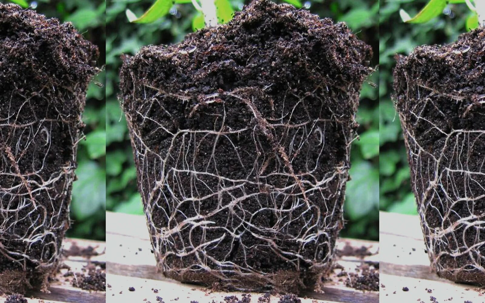 Rooting meaning. Корневая система газонной травы. Марий корень цветок. Корневая система травы в лесу. Radacina.