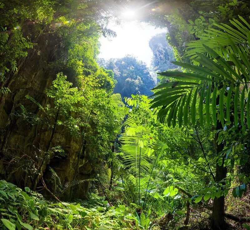 Джунгли тропический лес. Джунгли лакопал Геншин. Тропический лес. Природа джунгли. Тропические заросли.