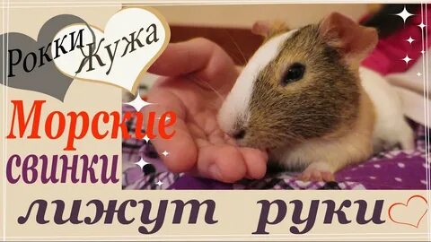 Почему морская свинка облизывает