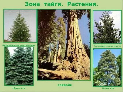 Растения растущие в северной америке