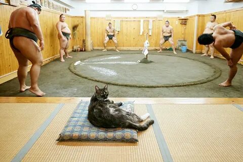 Сумоист кошка а