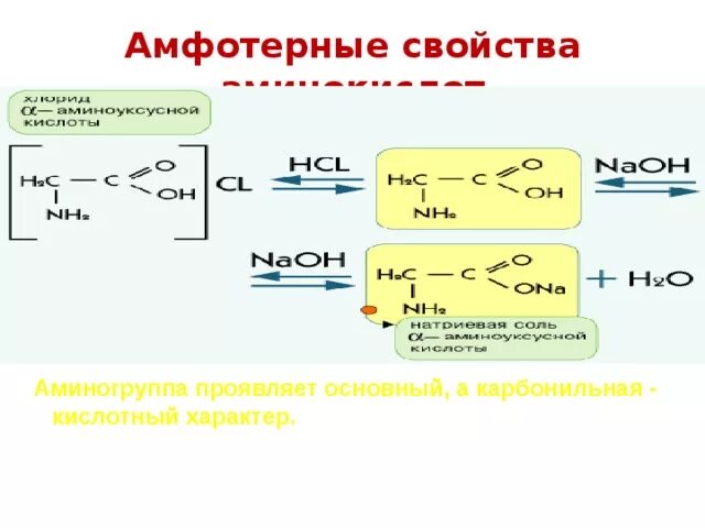 Амфотерные свойства белков. Амфотерность белков примеры. Аминокислоты белки химия. Почему белки называют амфотерными электролитами. Презентация на тему белки.