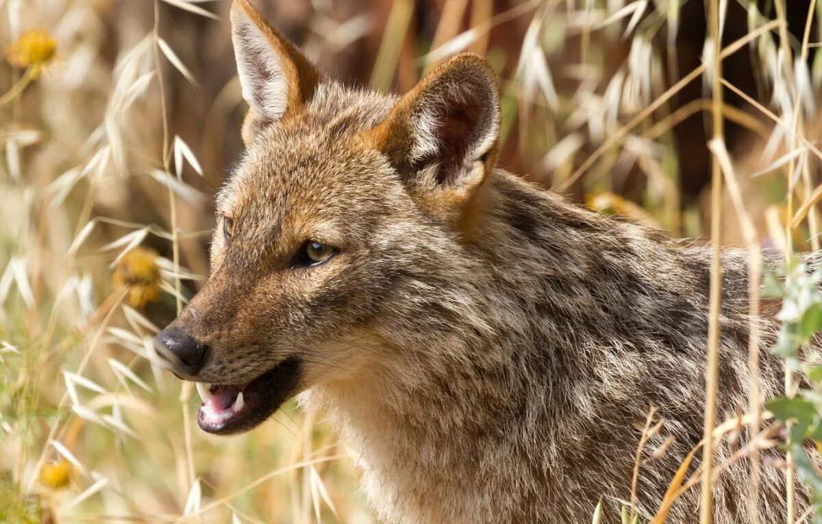 Как выглядят шакалы фото. Обыкновенный Шакал (canis aureus). Золотистый Шакал. Шакал камышовый. Африканский Волчий Шакал.