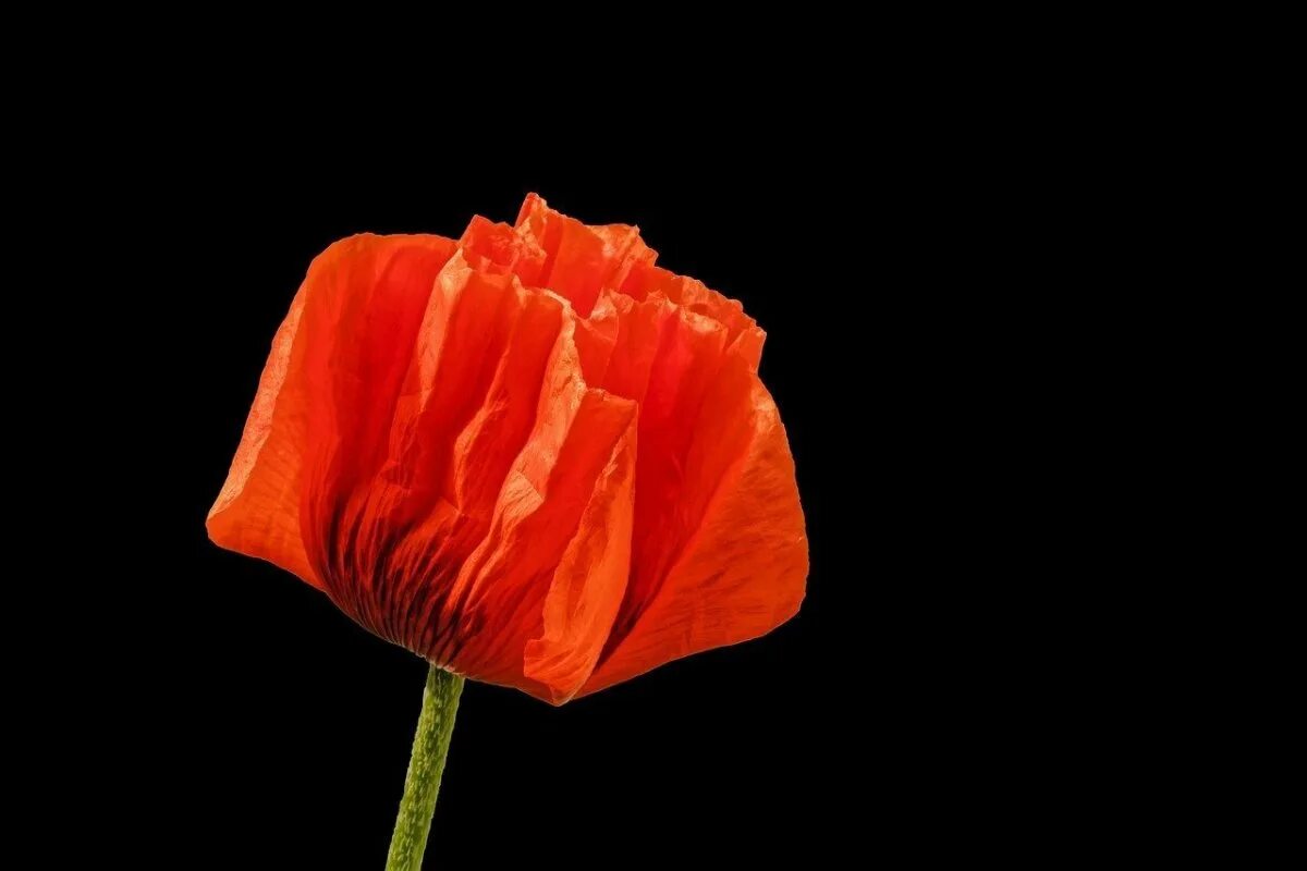 Красное постельное белье. Мак. Покрывало с маками на кровать. На красных простынях цвета мак. Красный мак самосейка.