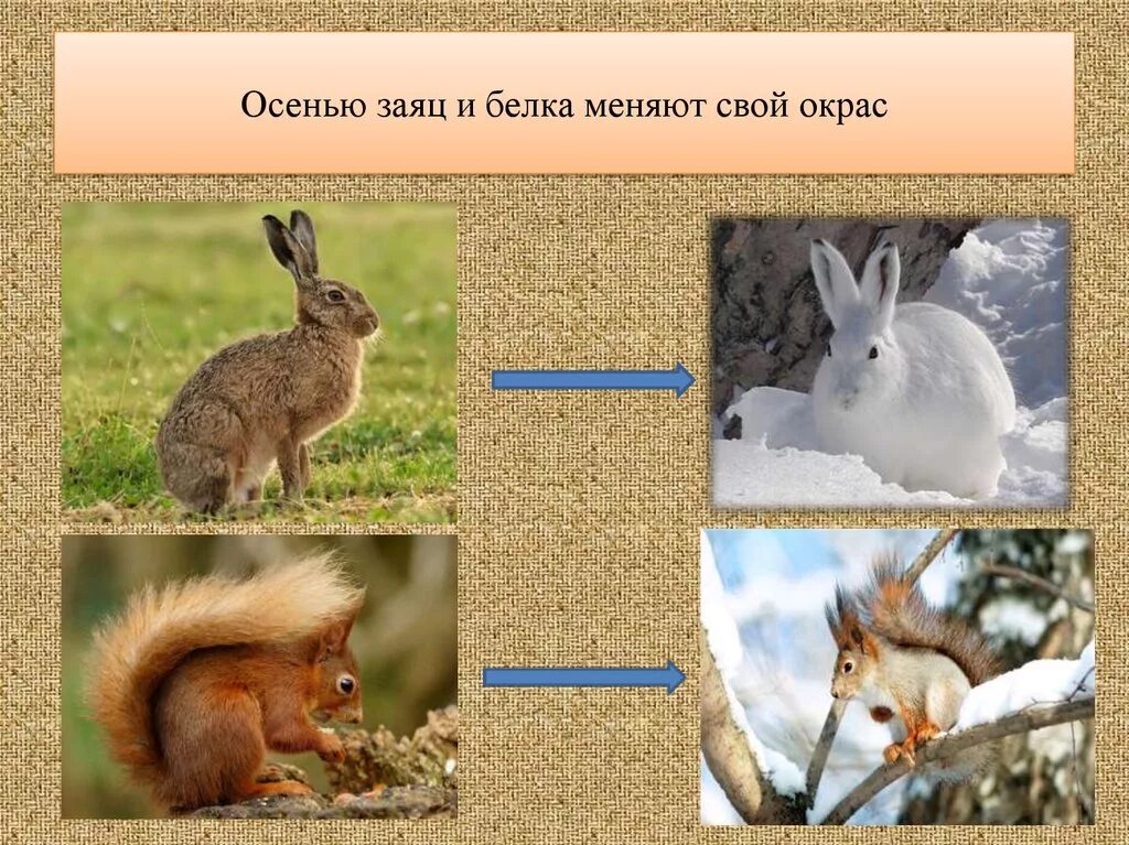 Какие животные меняют мех. Животные меняют окраску к зиме. животные меняющие окраску зимой. белка и заяц. животные меняющие шубку на зиму.