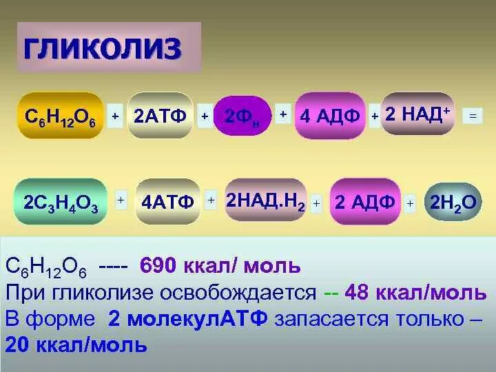 С6н12о2. С6н12о6 + 2 АДФ + 2 н3ро4 ––> 2 с3н6о3 + 2 АТФ + 2 н2о. С6н12о6 + 2 ФН + 2 АДФ. Соотношение АТФ АДФ ФН это.