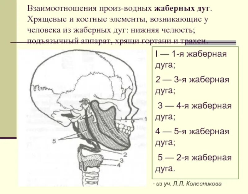 Этапы развития лица у эмбриона. Жаберная дуга у человека фото. Рудимент жаберных дуг у человека. Производные жаберных дуг:. Жаберные дуги эмбриона человека.