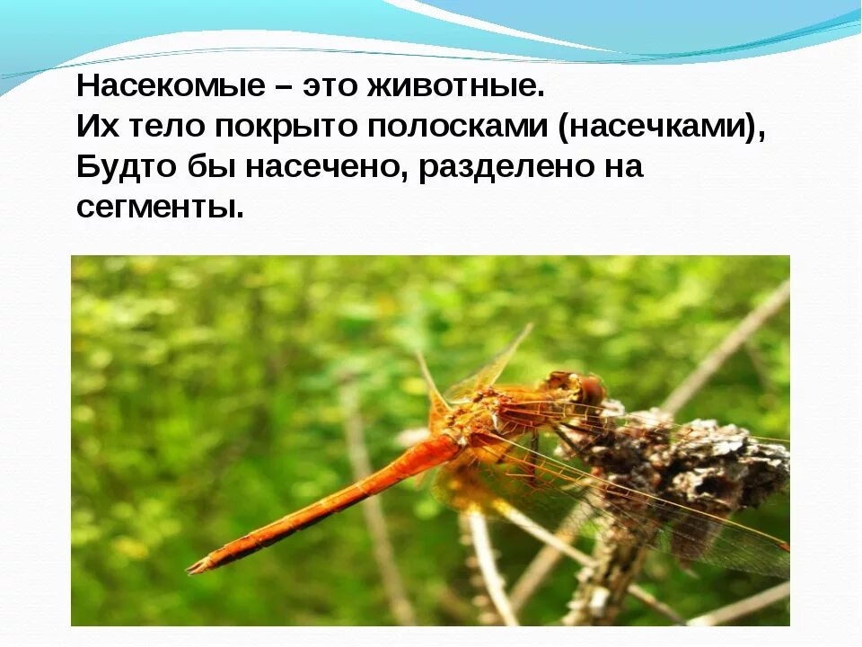 Окружающий мир 2 класс про насекомых. Насекомые это 2 класс. насекомые 2 класс окружающий мир. насекомые презентация 2 класс. насекомые леса описание.