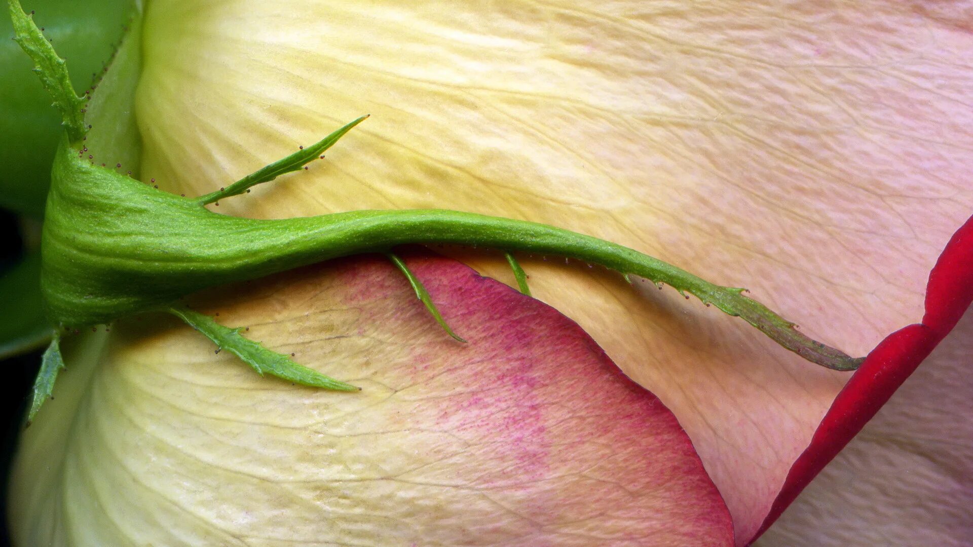 Download wallpaper 1920x1080 roses, flowers, buds, colorful, close-up full hd, h