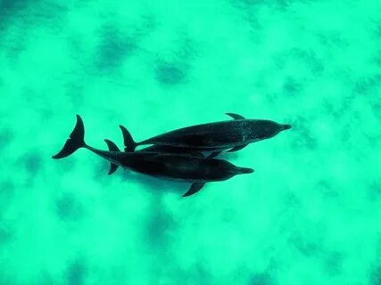 Our endangered planet