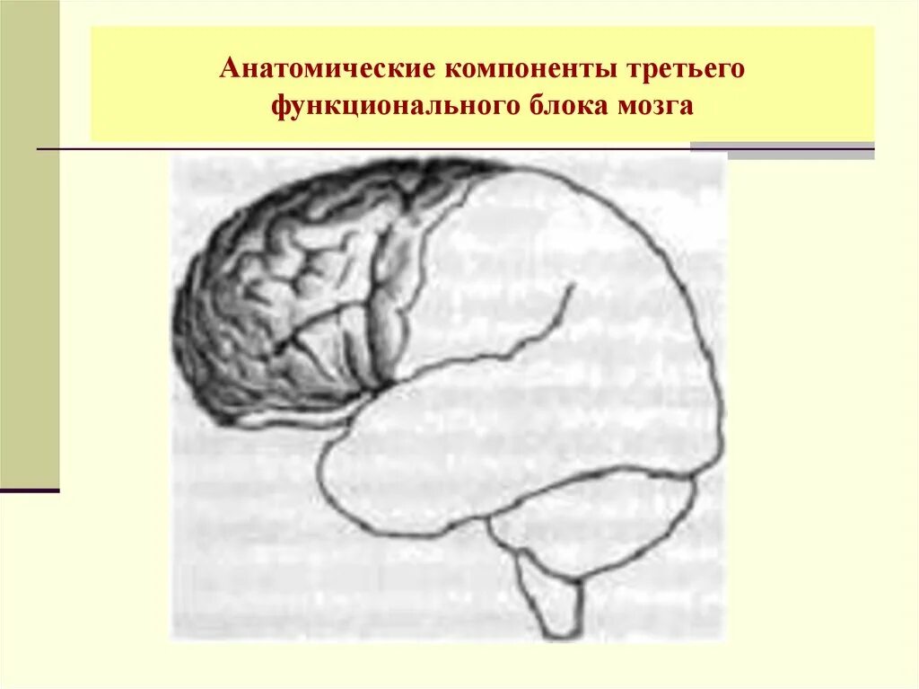 Нарушения блоков мозга. Лурия 3 блока мозга. Три функциональных блока мозга по а.р Лурия. Блоки мозга схема. Первый блок мозга строение.