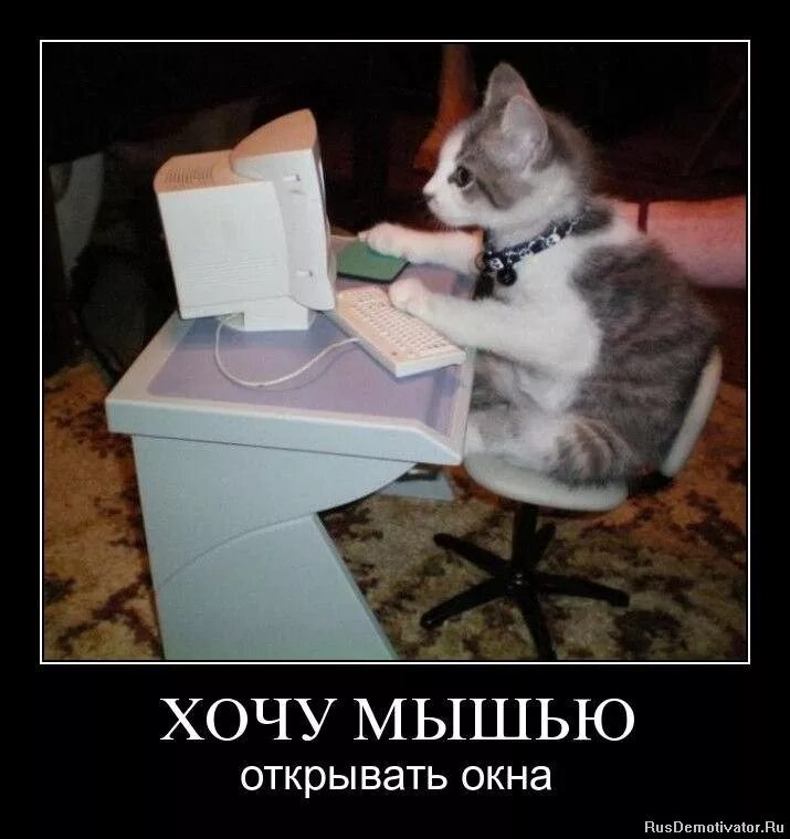 у окна. мышкой открывать окна. пластиковое окно. открытое пластиковое окно. мышкой открывать окна.