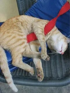 Позы сна кота