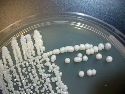 Грибы candida albicans. Дрожжеподобный грибок кандида. Saccharomyces cerevisiae колонии.