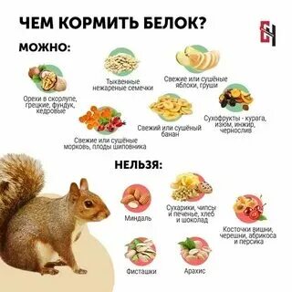 Источники белка. Общий белок у детей. Аминокислоты в грудном молоке. С какого возраста можно давать ребёнку яйцо. Аминокислотный состав белков молока.
