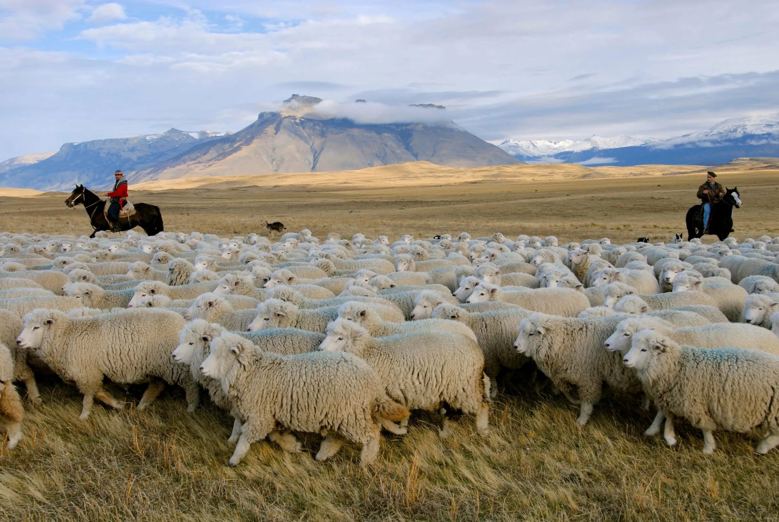 Sheep time