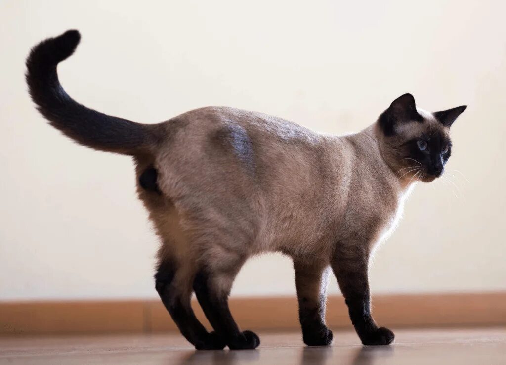 Хвост сиамской кошки. Меконгский бобтейл хвост. Меконгский бобтейл РАМЗЕС. Тайский бобтейл кошка с хвостом. Сиамская кошка хвост.
