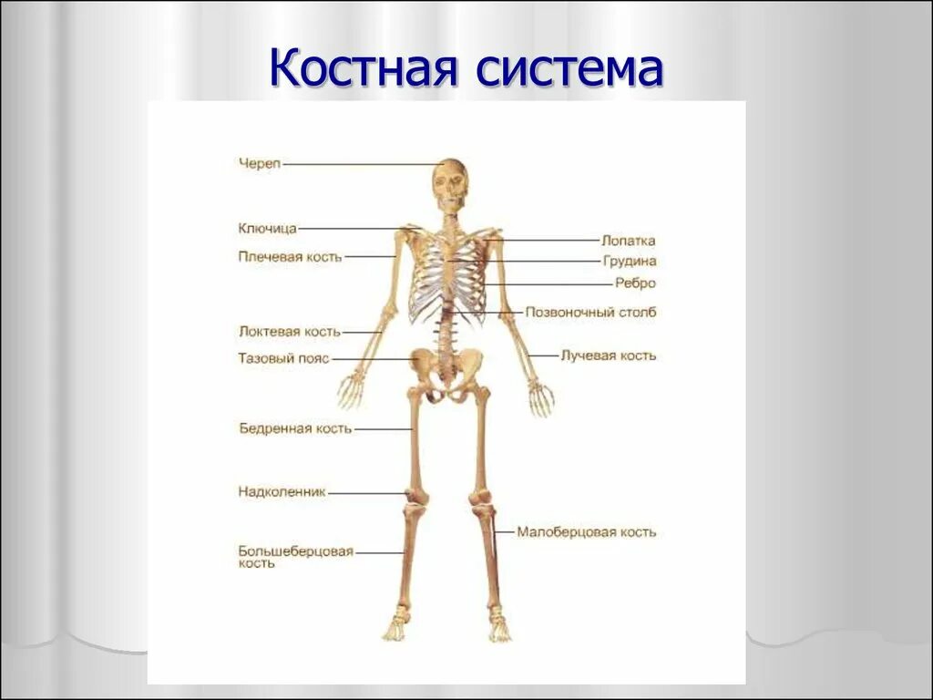 Строение костной системы. Костная система кратко. Костная система кратко. Строение костной системы. Костная система кратко.