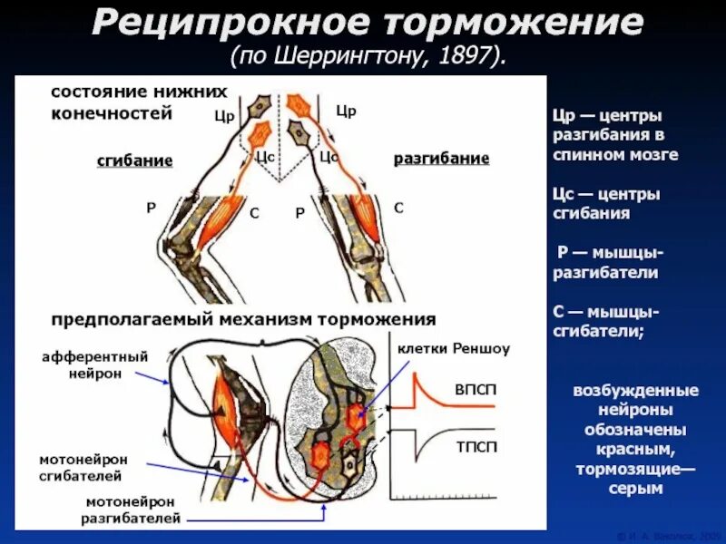 Реципрокное торможение двигательного рефлекса. Реципрокное торможение мышц антагонистов. Механизм реципрокного торможения физиология. Реципрокное торможение спинальных рефлексов.