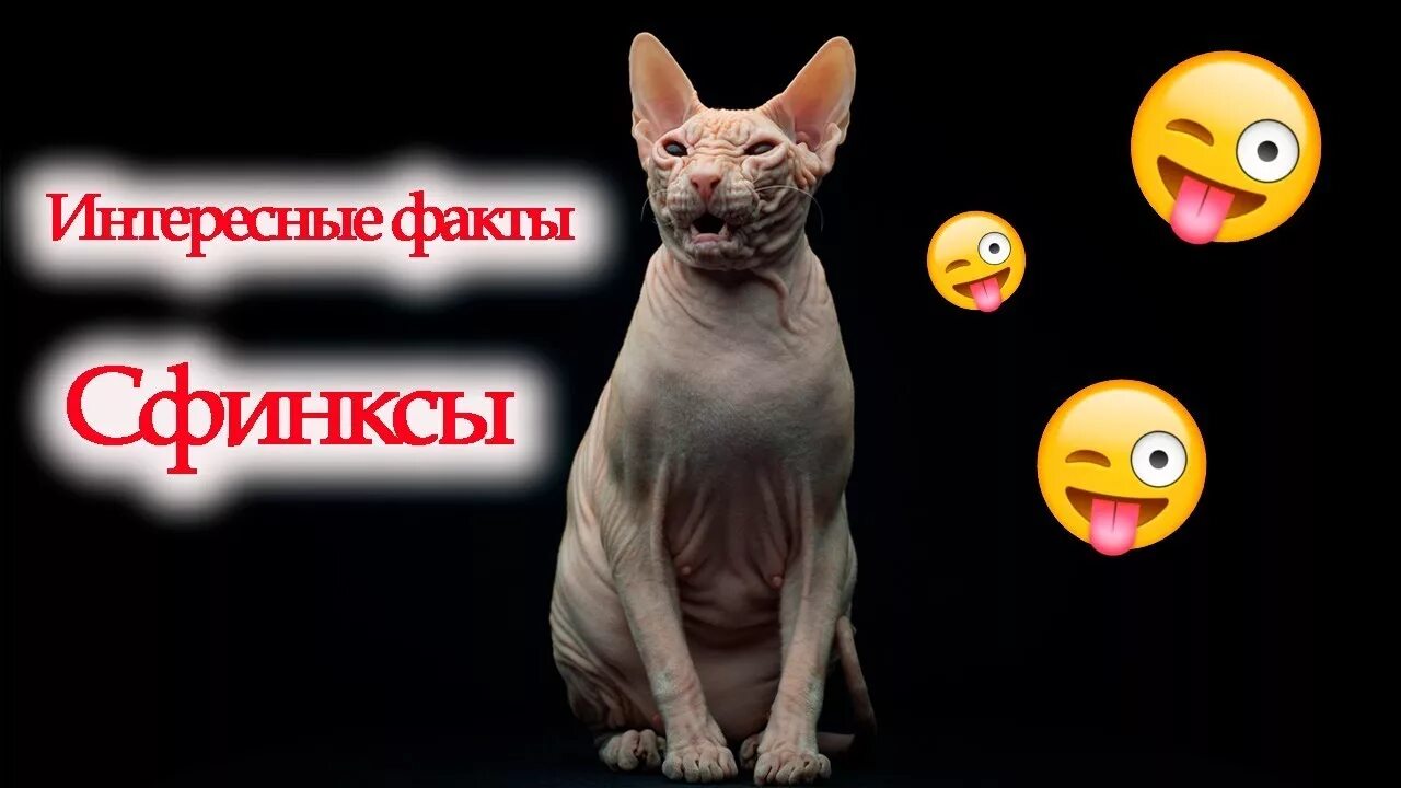 Интересное про сфинкса. Доклад о канадском сфинксе. Сфинкс (порода кошек). Интересные факты о сфинксах. Кошка породы сфинкс описание.
